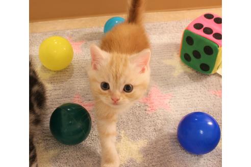 成約済の大阪府のマンチカン-7257